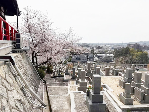 桜が見頃を迎えた中山寺境内墓地の写真