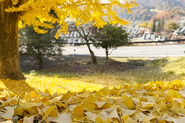 宝塚すみれ墓苑、園内にある紅葉が美しい銀杏