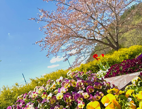 宝塚市 すみれ墓苑｜樹木葬の開眼式と建立事例