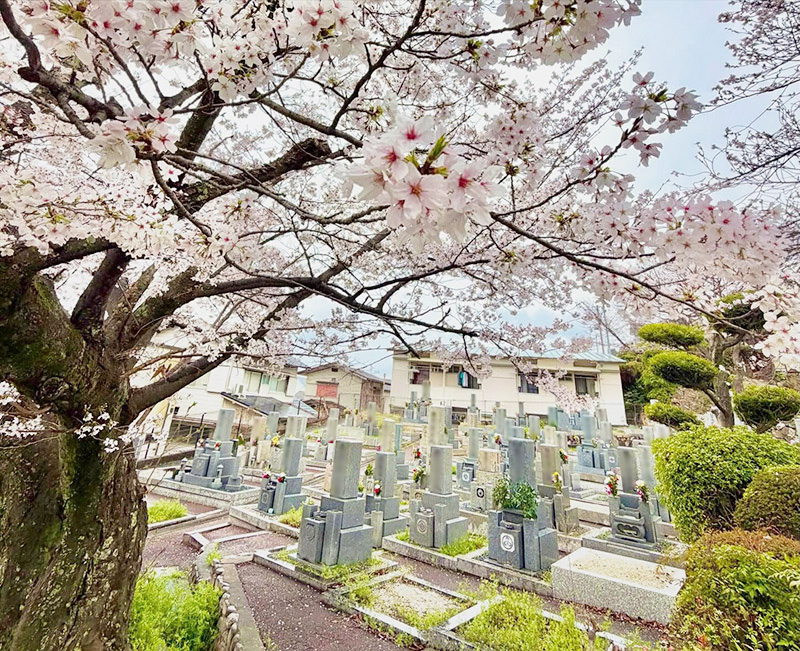 山本共同墓地(才田墓地)のサクラとお墓