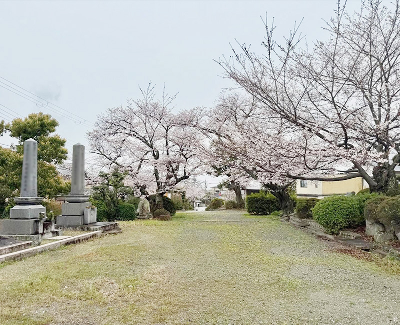 宝塚市 山本共同墓地(才田墓地)の桜とお墓